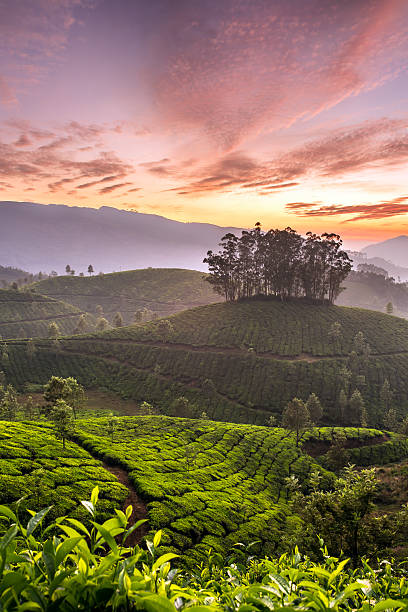 Munnar Photo 1