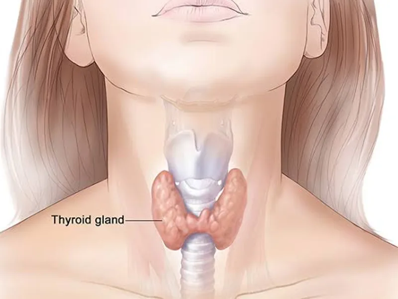 Thyroid Disease: Symptoms, Causes & Thyroid Health Guide