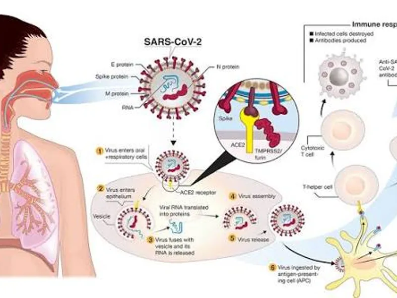 Coronavirus Disease (COVID-19): Symptoms & Treatment