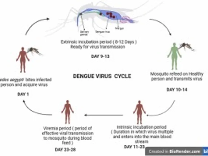Natural Cure for Dengue: What Actually Works