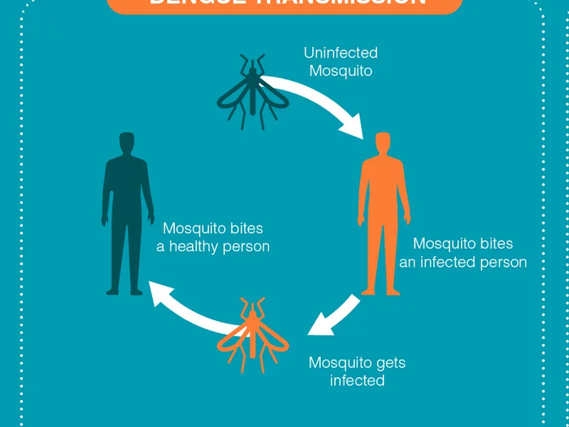 Dengue Risk Factors: Who's Actually Most Vulnerable