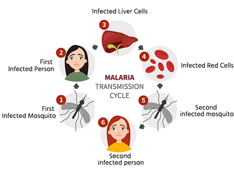 What Causes Malaria: The Parasite, Mosquito, and Risk