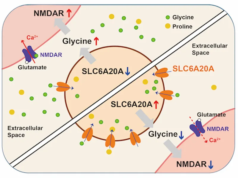 SLC6A20 Brain Signaling: What This Gene Actually Does