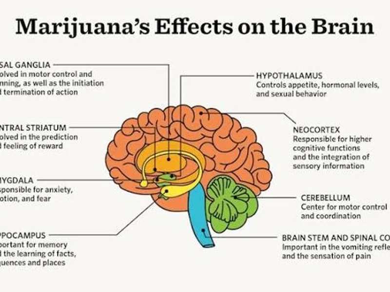 Cannabis Cognitive Development Risk: Who's Most Vulnerable
