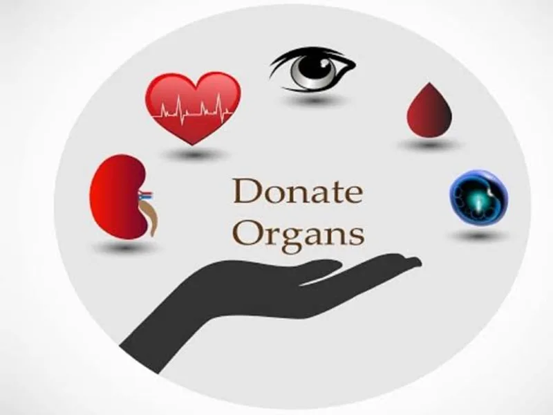 Organ Donation Awareness: What Everyone Should Know