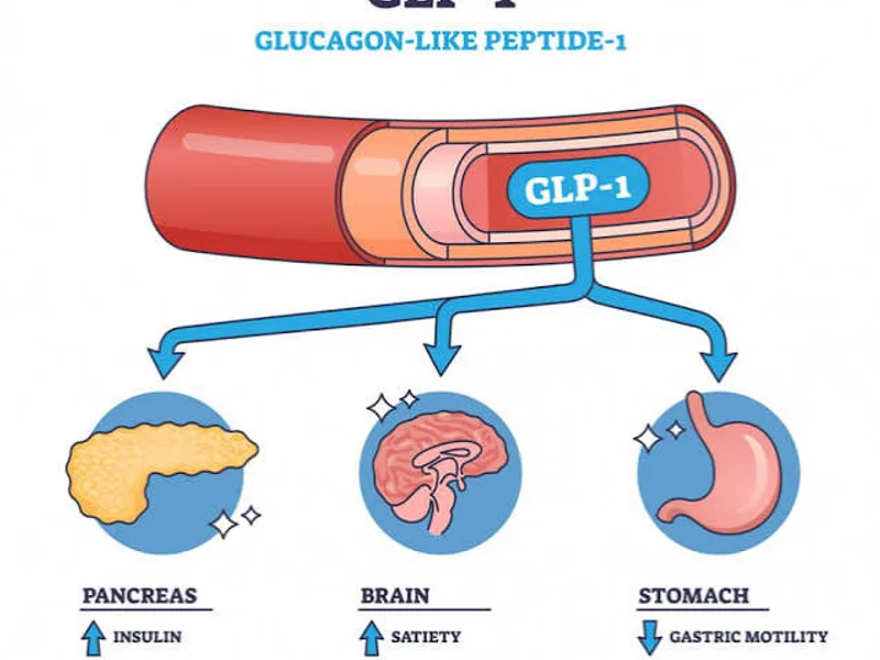 GLP-1 alcohol cravings link