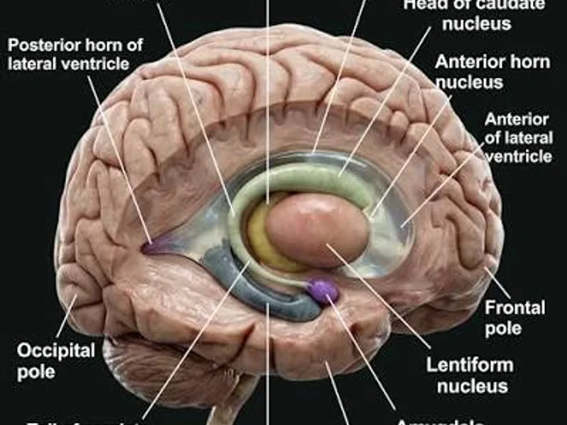 Lateral septum brain discovery