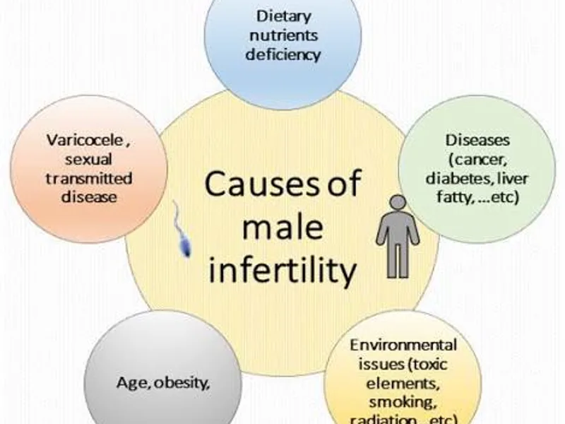 Male Fertility and Body Composition: What Matters