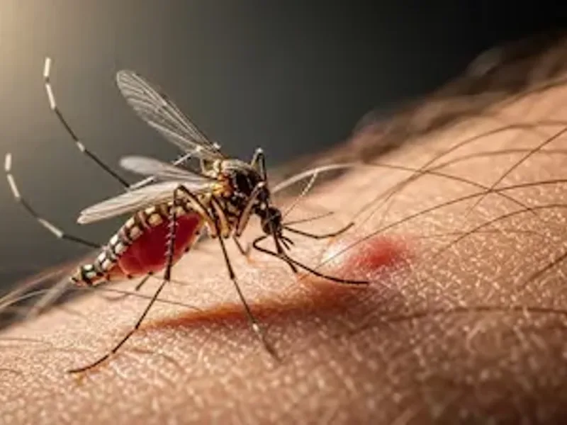 Dengue Murshidabad District Surge