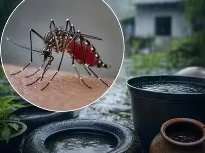 Dengue Prevention Monsoon West Bengal