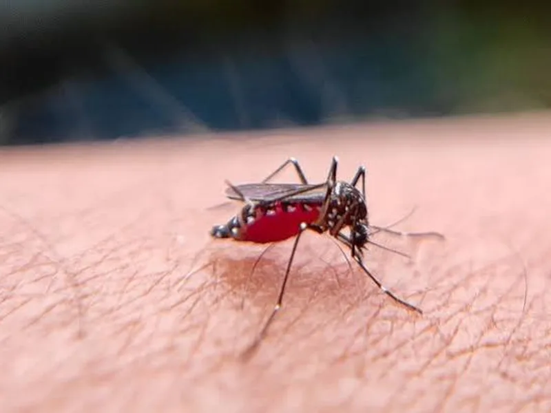 Vector Borne Disease Task Force Jharkhand
