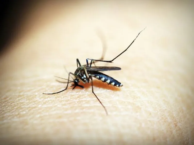 Dengue in Patna 2026: What's Actually Happening