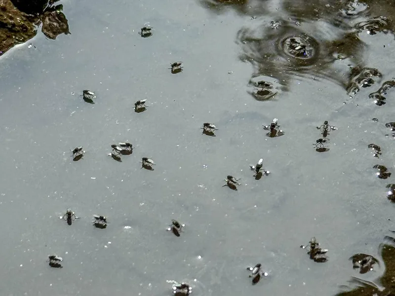 Waterlogging and Mosquito Breeding