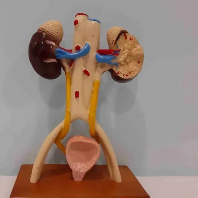Dr. Vikas Singh Tomar Urologist