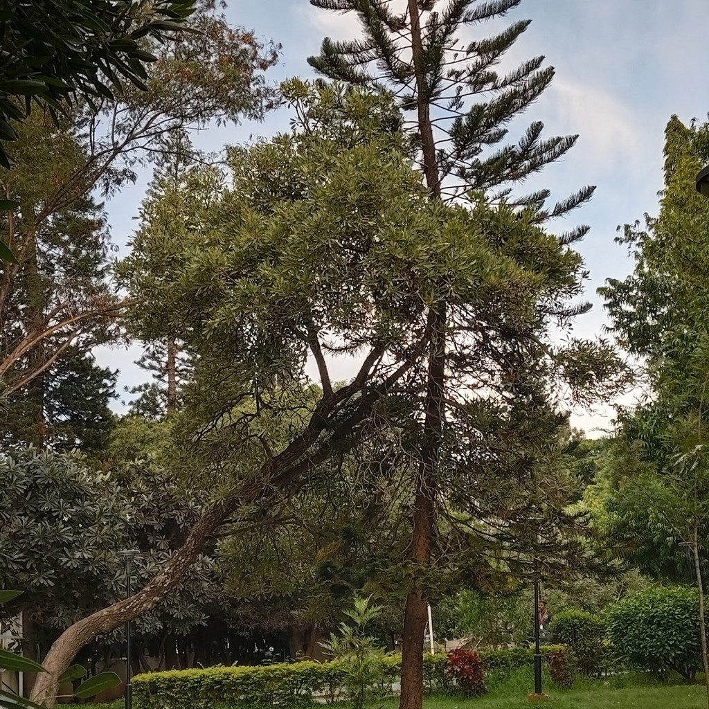 Google photo 6