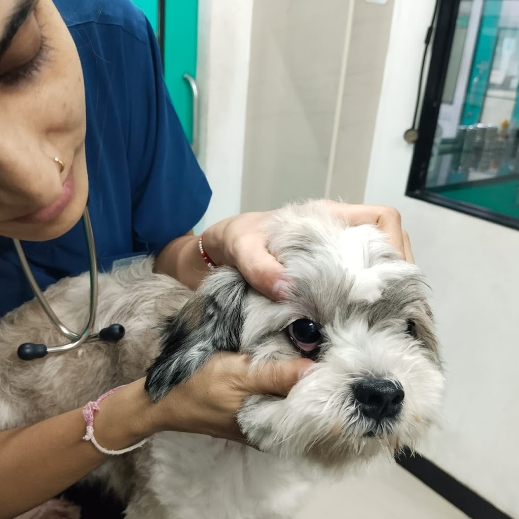 SKS Pet Hospital