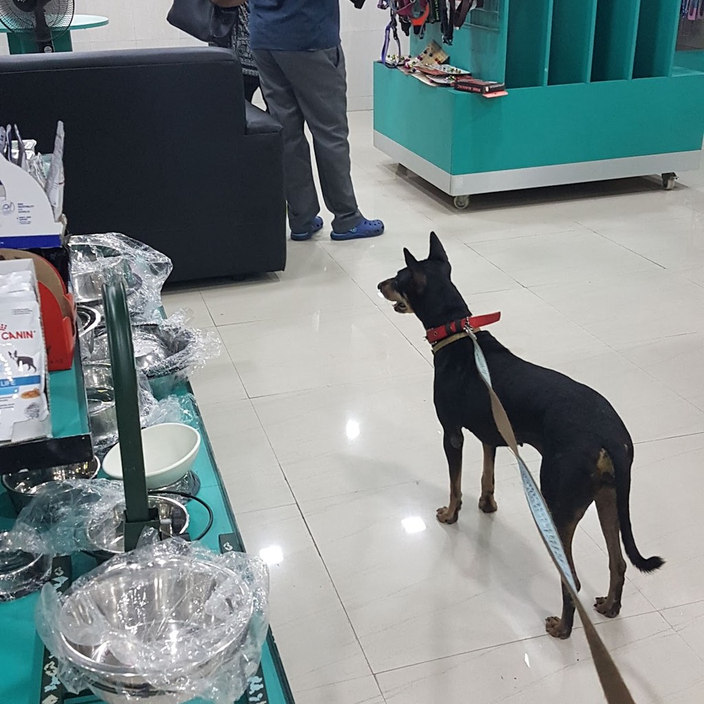 SKS Veterinary Hospital