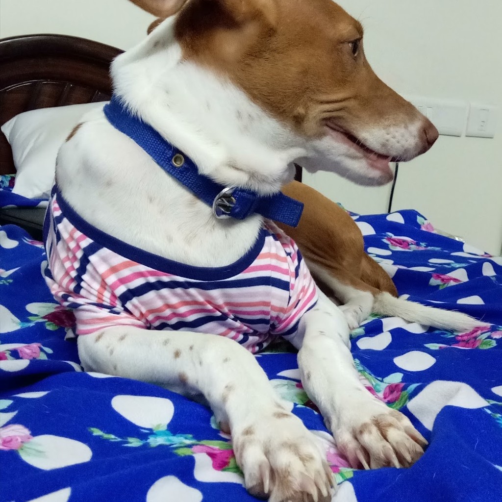 Vel's Pet Hospital