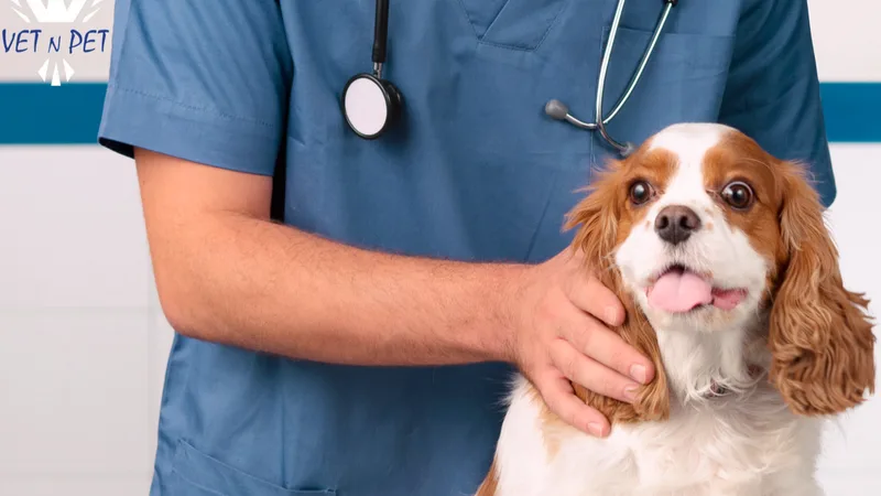 Vet N Pet Hospital